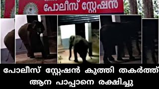 പോലീസ് സ്റ്റേഷൻ തകർത്ത് പാപ്പാനെ രക്ഷിച്ച ആന  video  elephant attack kerala [upl. by Otsenre450]