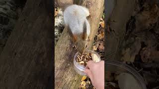 breakfast🌰🐿️feeding 🥜🌲squirrellove cuteanimals shortsshort shortvideo naturewildlife [upl. by Inaflahk]