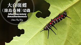 大白斑蝶綠島亞種Idea leuconoe kwashotoensis [upl. by Xxam]