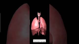 lungs human asmr motivation youtube medical shortvideo youtuber medicine [upl. by Rednaxela734]