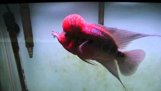 SRD Flowerhorn VS Convict Cichlid [upl. by Landsman]