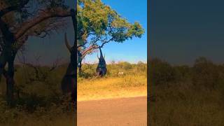 Oh My God 😱😱 thats Called Elephants Power Elephant 🐘 vs Tree shorts trending wildlife elephant [upl. by Goldston]