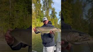 Coho fishing 2024 is going awesome bigfish fishingvideo salmonfishing [upl. by Deacon804]