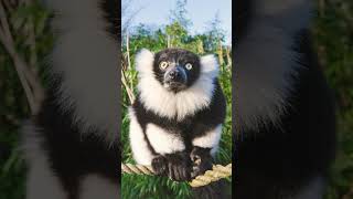 Blackandwhite Ruffed Lemur Varecia variegata [upl. by Dawkins121]