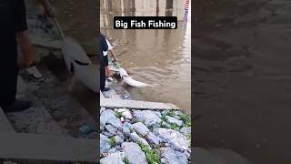 Big fish fishing fishinglife fishtank fisherman fishvideo river aquarium catfish fish [upl. by Nuahsyar919]