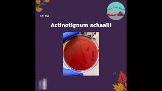 156 Actinotignum schaalii [upl. by Ardnat]