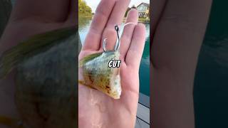 Let’s fish for CATFISH using a TINY ROD🐟🎣 baitfishing fishing fish catfishfishing [upl. by Loydie]