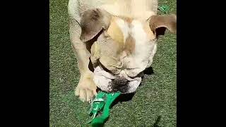 Nelly the Englishbulldog bulldog and her balls part 1 doglover happy rescuedog loveofmylife [upl. by Gaither]