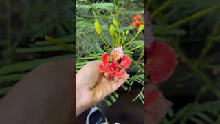 Delonix regia Flame tree Peacock Flower 🌺 ytshortsindia ytshots flame flowers tree sugarwalk [upl. by Thetos968]