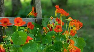 How to Grow Nasturtium [upl. by Ahsenat340]