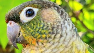 Green cheek yellow sided conure  How many birds do you have What birds are there [upl. by Eyeleen731]