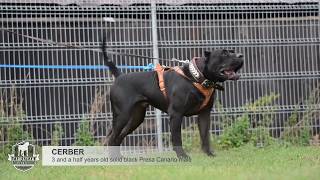 Presa canario agitation test Cerber [upl. by Mossolb]