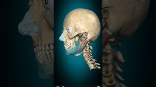 mandible movement mandible anatomy biology bones mbbs doctor doctor cranial motivational [upl. by Arick]