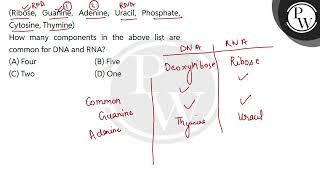 Ribose Guanine Adenine Uracil Phosphate Cytosine Thymine\nHow many components in the abo [upl. by Nylcsoj]