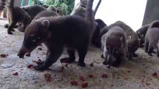 Coatimundi at the Witzoo wildlife sanctuary Belize [upl. by Aierdna166]