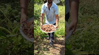 4 kg of turmeric per 1 plant  This turmeric is a biennial crop  turmeric [upl. by Errecart84]