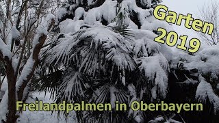 Oberbayerische Palmen im Schnee  Hanfpalmen Honigpalme Jubaea Oleander im Freiland [upl. by Nevil]