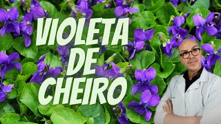 VIOLETA DE CHEIRO para tratamento de cânceres epilepsia com teor antibiótico e elimina dores [upl. by Ttam]