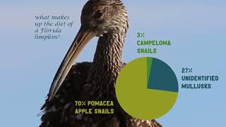 Florida Limpkin Pie Chart [upl. by Nimajeb401]