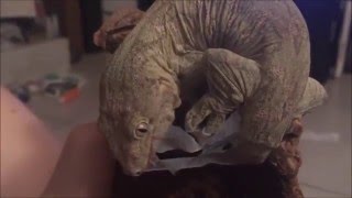 Rhacodactylus Leachianus gecko leachie shedding fully on video [upl. by Nomde19]