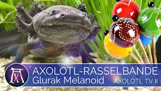 Axolotl Glurak mein Melanoid [upl. by Janaya]