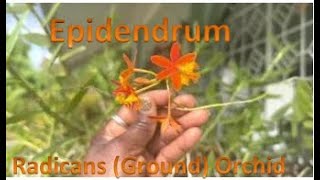 3 Reasons to Grow Epidendrum Radicans Ground Orchids  Care  Maintenance [upl. by Cordula]