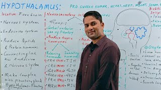 Hypothalamus Hypothalamus as a gland  Hypothalamus and their hormones Endocrine systemHindi Urdu [upl. by Briano]