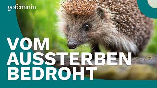 Igel in Deutschland vom Aussterben bedroht [upl. by Agueda]