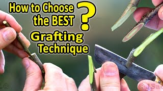 Best Grafting Techniques  WHICH Grafting Technique should I CHOOSE when grafting fruit trees [upl. by Walston]