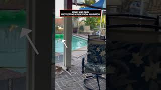 Dogs Protect House From Alligator Pool Float 😂 [upl. by Buroker]