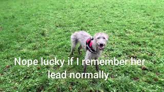 Bedlington Whippet Fetching Frisbie first time using Gopro 😊 [upl. by Isola929]