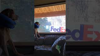 Sophie the Vizsla rescue barking at FedEx delivery of her frozen food box [upl. by Haron]