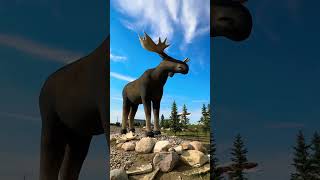 Mac the Moose world’s tallest Moose saskatchewan [upl. by Araccot]