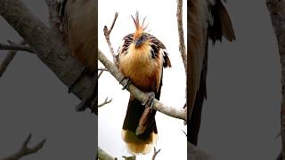 Guyanas national bird one of the most primitive extant bird speciesHoatzin Opisthocomus hoazin [upl. by Sibilla]