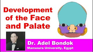 Development and Anomalies of the Face and Palate Dr Adel Bondok [upl. by Annatnom541]