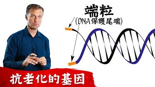 端粒是什麼？抗衰老的基因柏格醫生 Dr Berg [upl. by Wende]