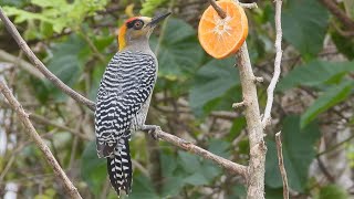 Goldencheeked Woodpecker [upl. by Eulalia]