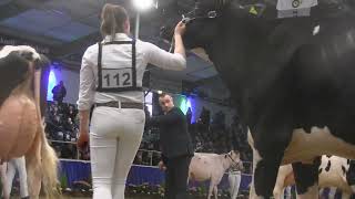 SCHAU DER BESTEN 2024 Videos von CATTLEde  Teil 6 [upl. by Nesrac29]