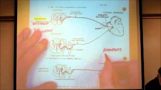 AUTONOMIC NERVOUS SYSTEM PART 1 by Professor Finkwmv [upl. by Aglo]