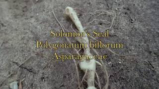 solomons seal Polygonatum biflorum  jim mcdonald [upl. by Ahseya]