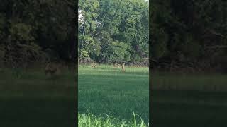 How high can a deer jump Missouri Whitetail deer running in a field [upl. by Bohrer]