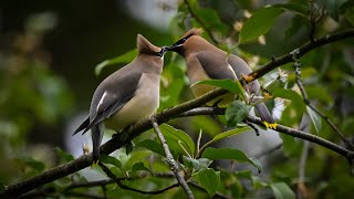 Cedar Waxwing courtship ritual [upl. by Eey]