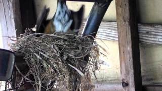 American Robin Bird Nest Build [upl. by Zashin]