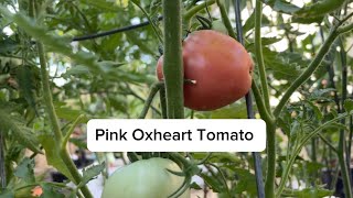 Pink Oxheart Tomato [upl. by Quackenbush]