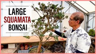 Making Bonsai From Squamata [upl. by Hughes592]