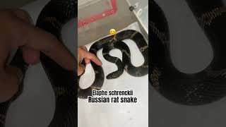 Rắn ăn chuột Nga  Russian rat snake  Elaphe schrenckiisnake animals zoo cute rắn [upl. by Findlay]