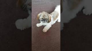 Shih tzu barking [upl. by Lorelle]