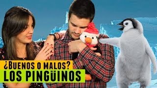 Los PINGÜINOS roban bebes  BESTIARIO [upl. by Valli]