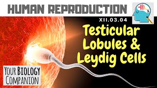 XII0304 – Testicular Lobules amp Leydig cells  NEET  AIIMS  ExamForU [upl. by Cardie]