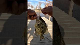 Docks vertical jigging for crappie fish [upl. by Mcgee656]